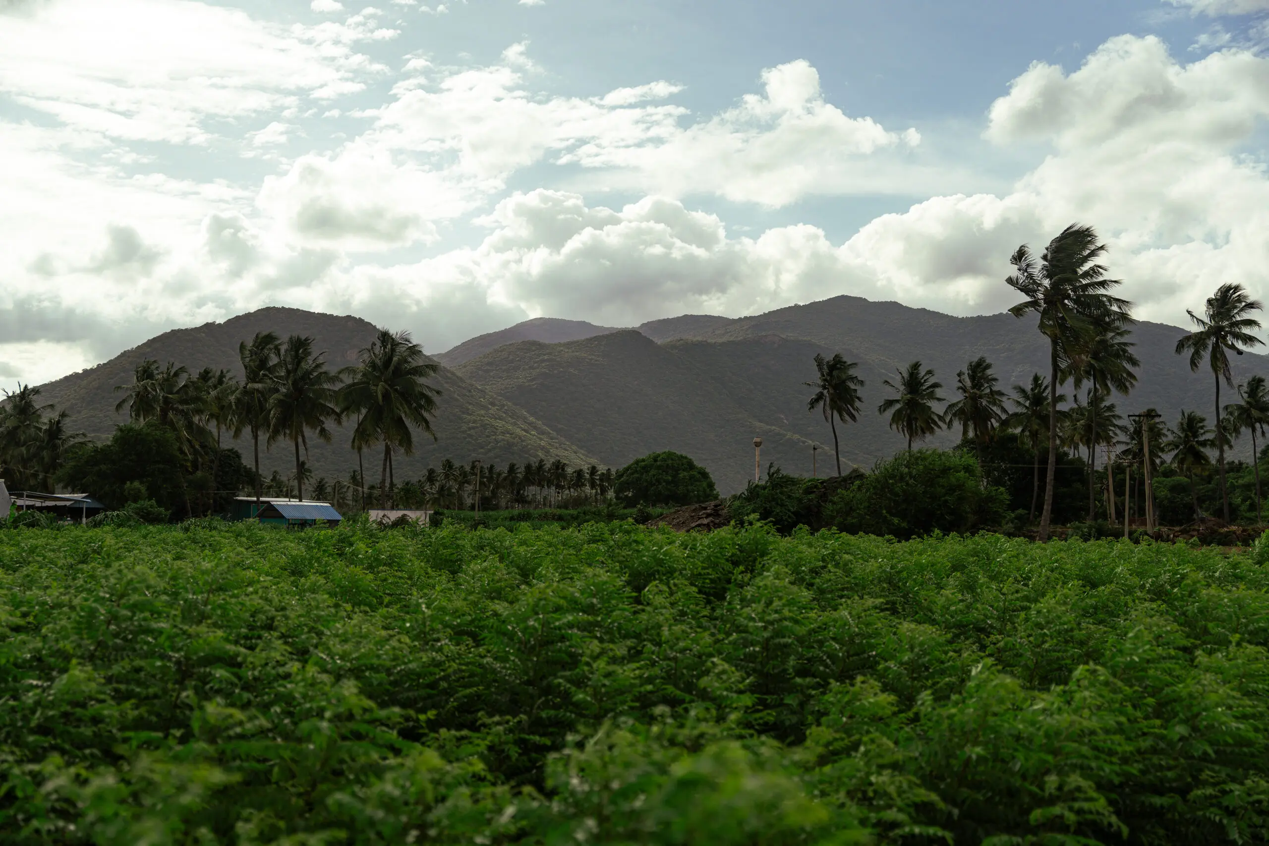 DSC00693